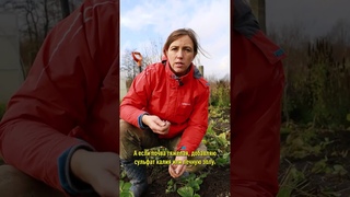 Собираю 50 кг клубники с маленькой грядки! Всё из-за правильной зимовки: не подмерзает, не болеет