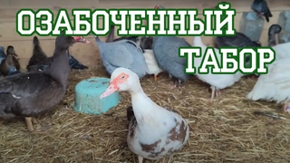 Агрессивный голубь и озабоченный гусь