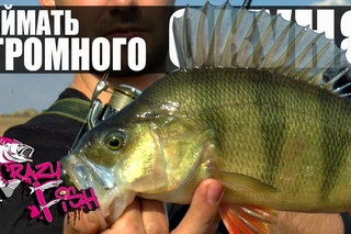 Как Поймать Большого Окуня Crazy Fish Часть 1