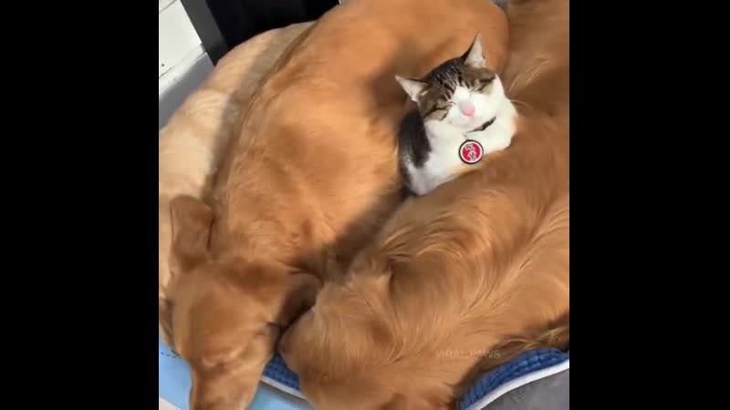 Cat Love Snuggling Up With Gentle Golden