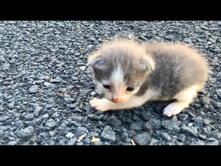 Mother cat Adopts orphaned hungry baby kitten