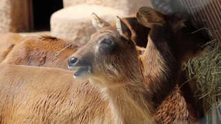 Questo lichi del Nilo sembra uscito da un cartone animato