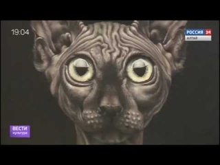 Новости культуры_кошки