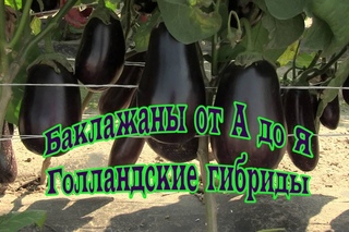 Посев баклажанов Эпик и Клоринда. Голландская селекция.