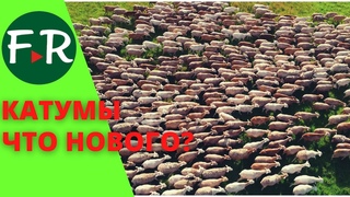Катумские мясные гладкошёрстные овцы. Очередь на ярок на несколько лет! Почему не будет пятнистости?
