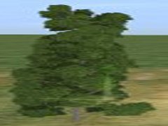 River Birch