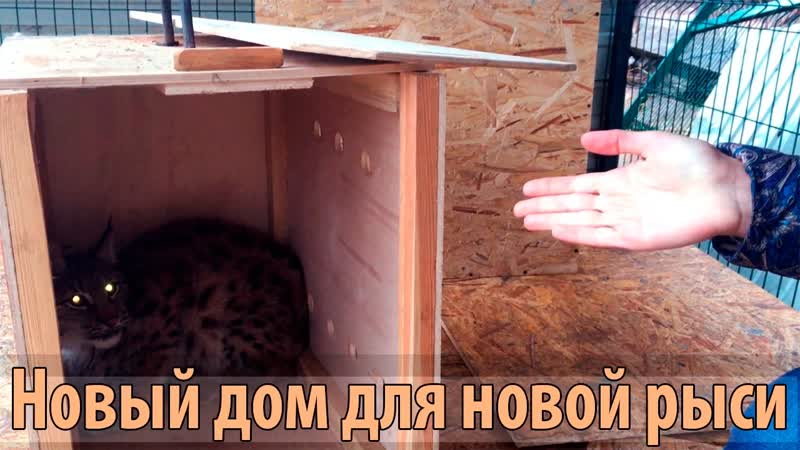 НОВАЯ РЫСЬ. Самец сибирской рыси по кличке