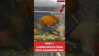 Carnivorous (Non Veg) Fish Attack! #shorts #fishing #fish #attack #aquarium #viral #trending #yt