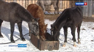 Жителям малых сел выплатили 12 млн. рублей за домашний скот