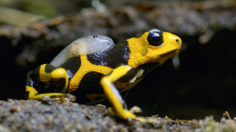Being a Poison Dart Frog Parent is HARD, 4 K UHD, Seven Worlds One Planet, BBC