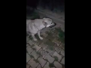 Пользователей тронуло ВИДЕО, НА КОТОРОМ СОБАКА БЛАГОДАРИТ девушку за СПАСЕНИЕ о...