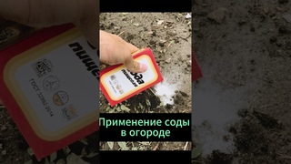 Применение соды в саду  #огород #дача #сад #рецепт #овощи #сода #овощи