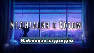 Медитация с котом: Наблюдая за дождём