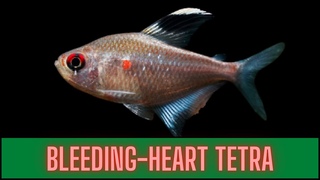 ALL ABOUT BLEEDING-HEART TETRA (HYPHESSOBRYCON ERYTHROSTIGMA) FISH !