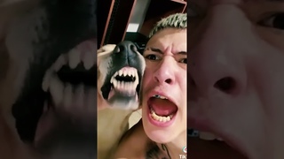 Growling Alpha Doggo Goes Hardcore