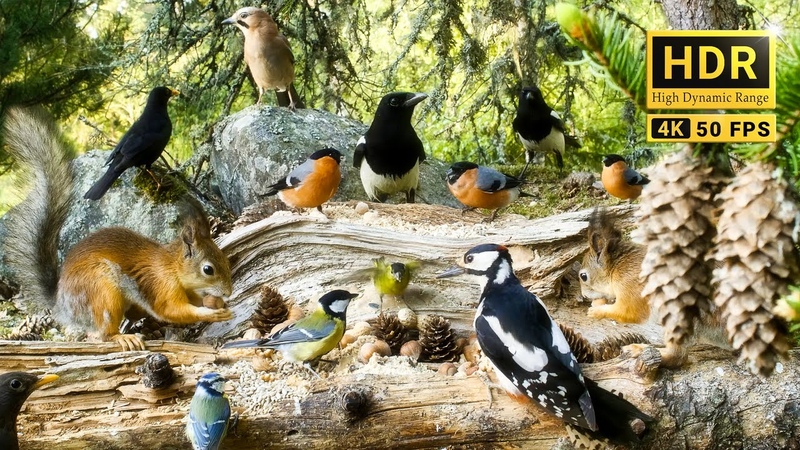 Birds for Cats to Watch The Forest Nook Restaurant for Woodland Friends 10hrs Cat Dog TV 4 K
