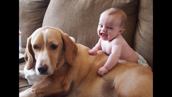 Cute Cats and Dogs Love Babies Compilation 2014 NEW