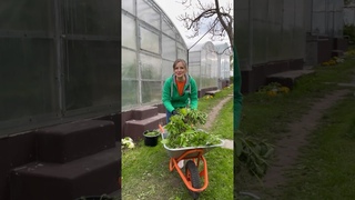 🌱 Бюджетно и суперполезно – ЗЕЛЕНОЕ УДОБРЕНИЕ! #SemenaPartnerShort