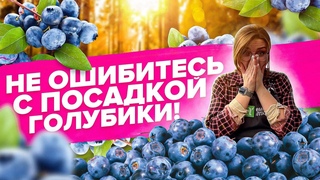 КАК ЗАКИСЛИТЬ ГРУНТ ПРИ ПОСАДКЕ ГОЛУБИКИ!