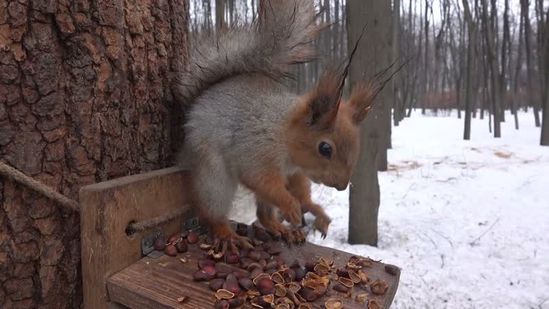 Две дикие голодные белки, Two wild hungry