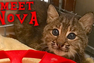 Meet Nova Our New Rehab Bobcat Kitten