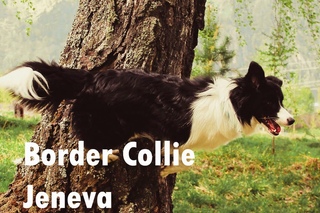 Border Collie Jeneva.