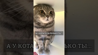КОГДА ДОМА ЖДЁТ КОТ!