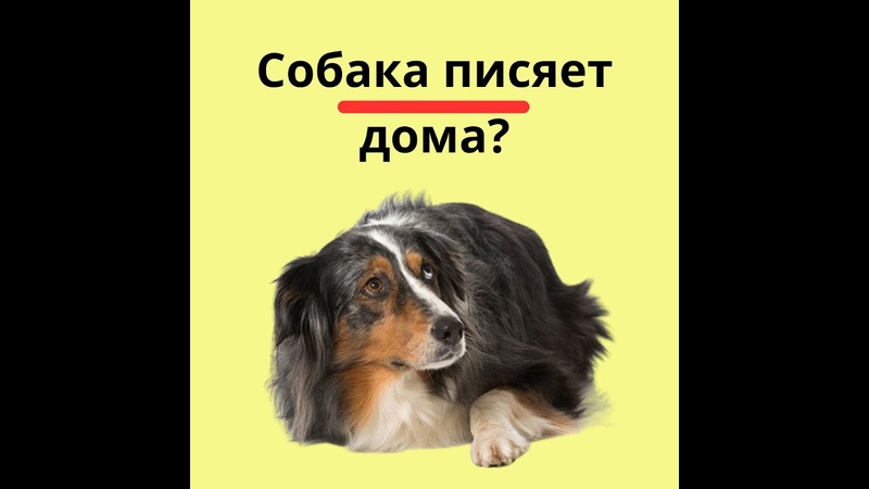 Собака писает дома: что