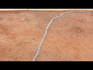 Caterpillar conga line