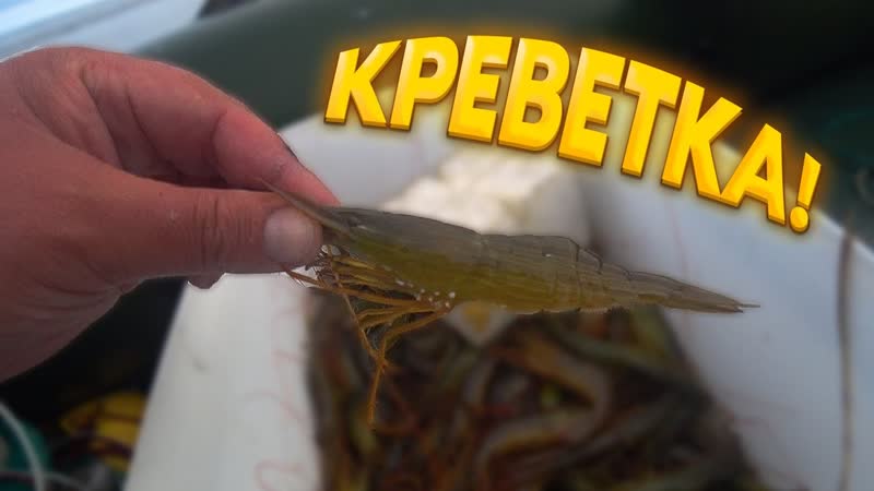 Открытие сезона КРЕВЕТКИ, ЧИЛИМА 2023