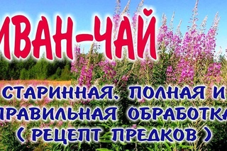 ИВАН-ЧАЙ  КОПОРСКИЙ ЧАЙ. Заготовка, приготовление, ферментация и жарка иван чая.
