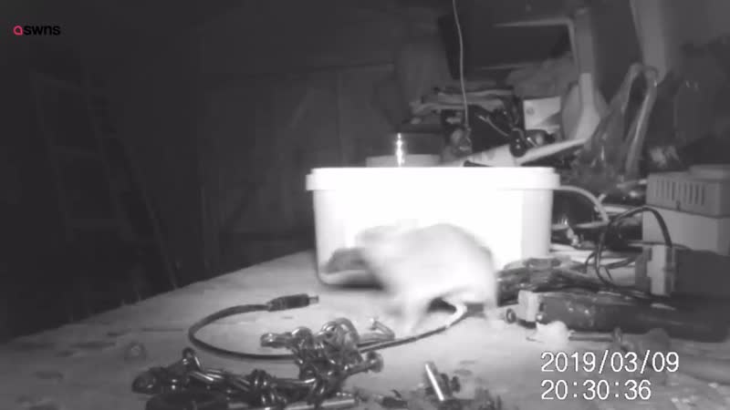 House proud mouse caught on camera tidying garden shed SWNS