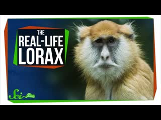 Turns Out The Lorax Is Probably a Real Monkey