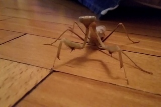Mission impossible