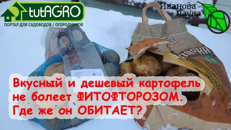 ЭТОТ КАРТОФЕЛЬ НЕ БОЛЕЕТ ФИТОФТОРОЙ и ПАРШОЙ. Очень дешевые