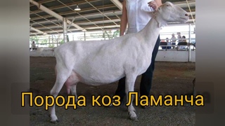 Козы Ламанча. Плюсы и минусы породы