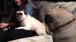 Pugs Fighting