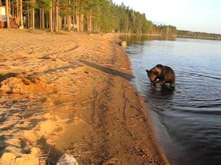 Турбаза Три Медведя,Сямозеро