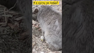 #брошенныекоты    Я в кусты не пойду!