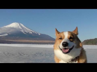 Вельш Корги Пемброк.