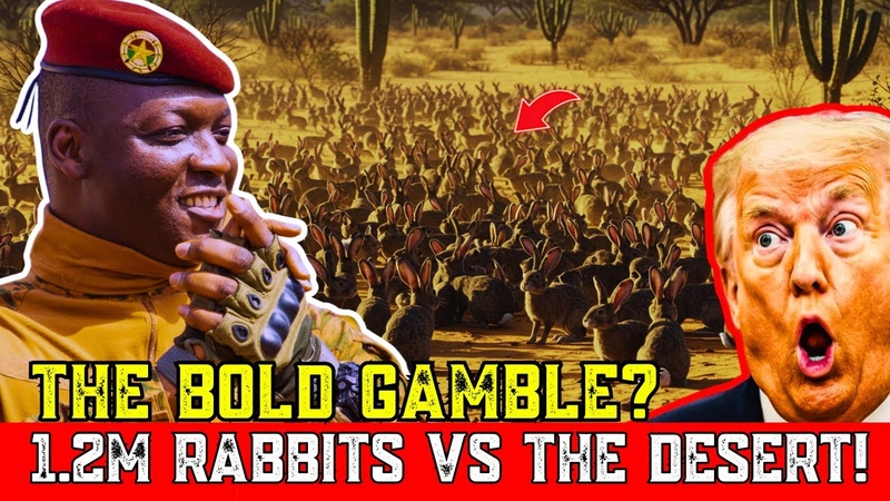 Why Did Ibrahim Traore Release 1. 2 Million Rabbits The Shocking Gamble to Save Burkina