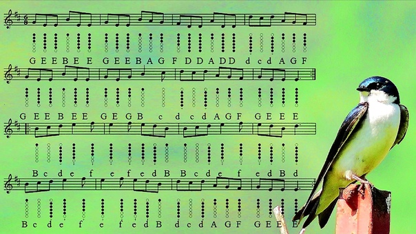 Swallowtail Jig Tin Whistle Tabs Play Along