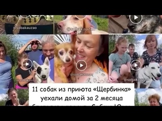 🔴 🔴 🔴 НУЖНА ПОМОЩЬ В ОПЛВТЕ ПИАРА И РЕКЛАМЫ СОБАК ПРИЮТА ДЛЯ ПОИСКА ДОМА! Приют «Щербинка»