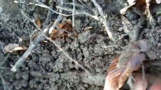 Вот это фартануло!!!Копье!!!Январьский коп!!