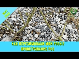 Как перезимовали мои розы Проветривание роз. март 2022. Питомник  и  Е. Иващенко