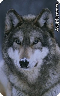 Saske Uchiha | Foshan