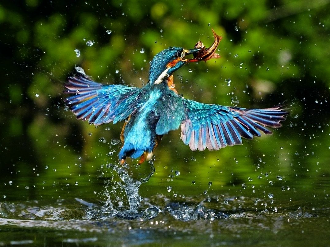 Дмитрий Щур | Киев