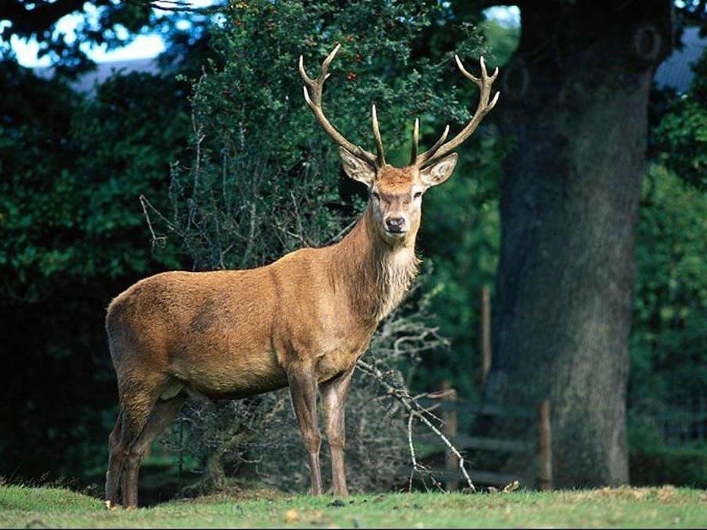 Настя Оленникова | Белгород