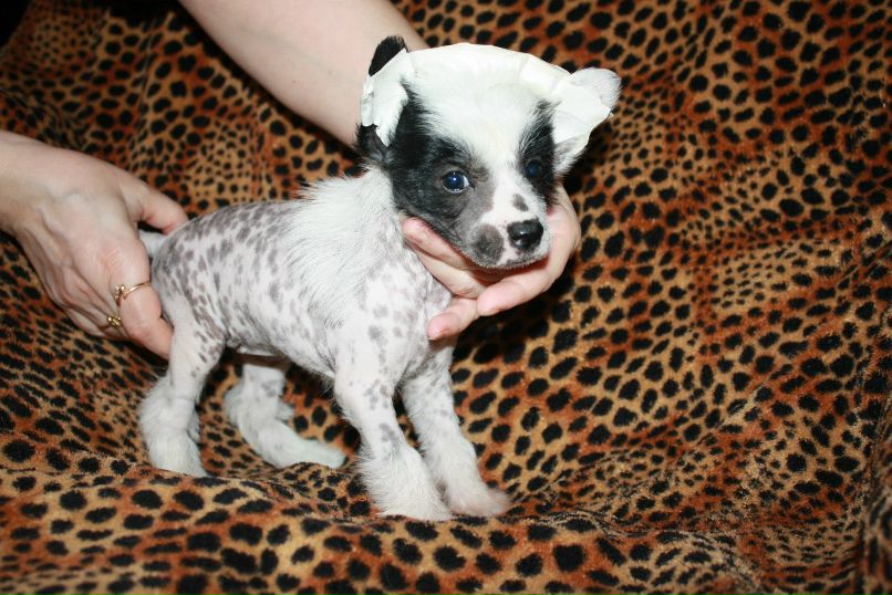 Дмитрий Липов | Зеленоград