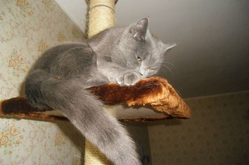 Света Касаткина | Лесной